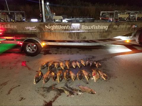 Trophy Carp and Catfish — Carp Fish Laying on Floor in Lancaster County, PA Trophy Carp and Catfish — Carp Fish Laying on Floor in Lancaster County, PA