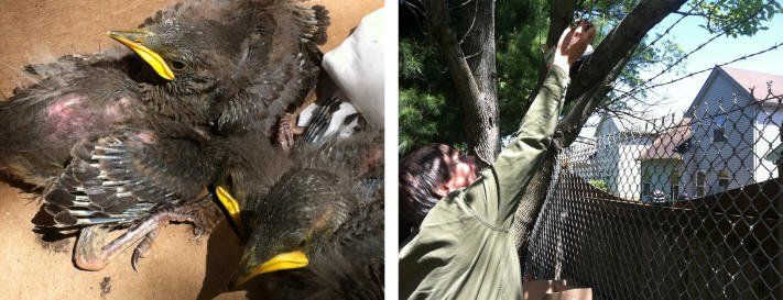 A couple of pictures of birds and a man hanging from a tree.