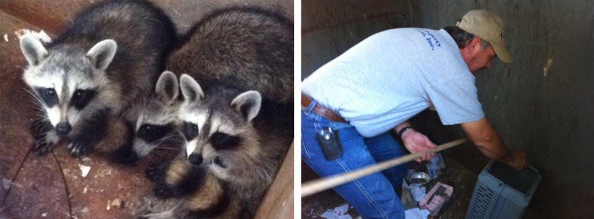 Two pictures of raccoons and a man cleaning a trash can