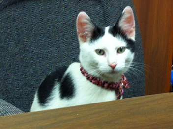 A black and white cat wearing a pink collar sits on a table