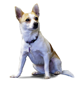 A small brown and white dog is sitting on a white background
