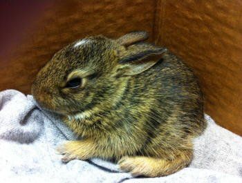 A small rabbit is sitting on a blanket in a box.