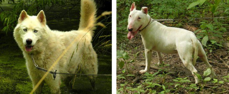 Two white dogs are standing next to each other in the woods.