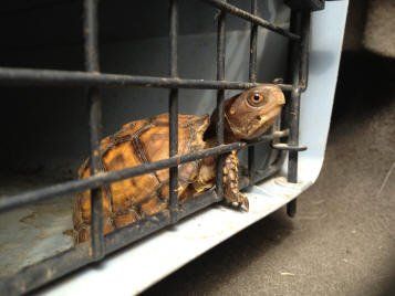 Rescued Turtle A small turtle is sitting in a cage on the ground.