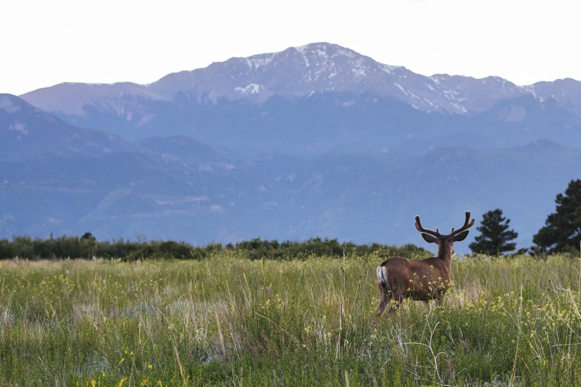 deer in field