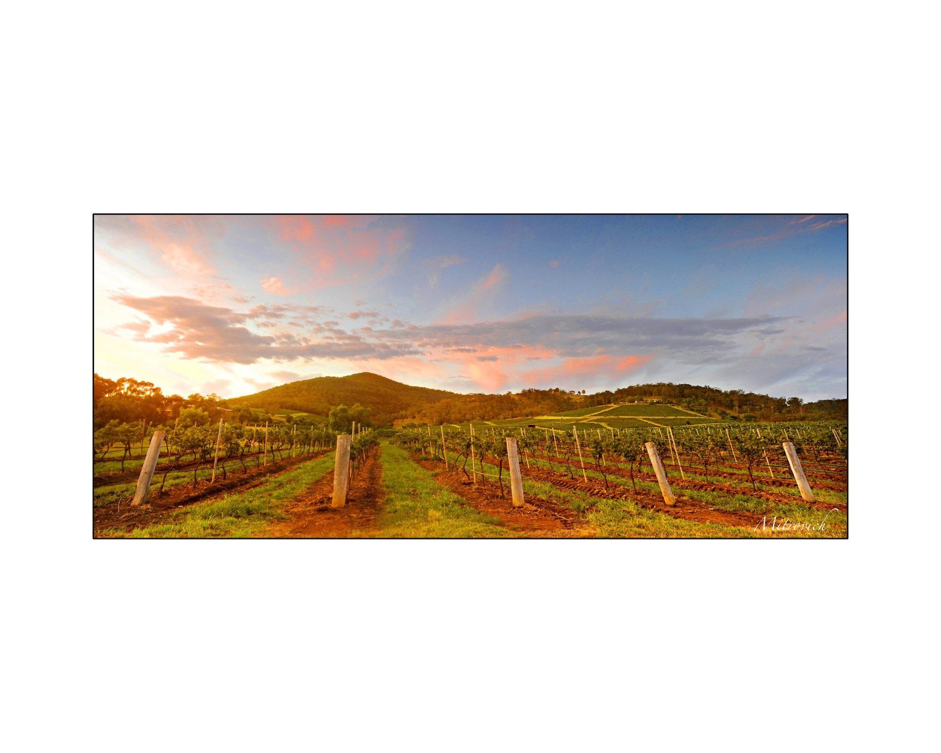 vinyard