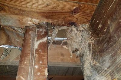 Termite Control — Man and Woman Shaking Hands in Mount Laurel, NJ