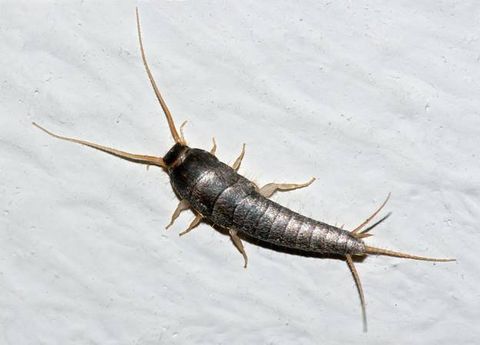 Critter Control — Silver Fish in Mount Laurel, NJ