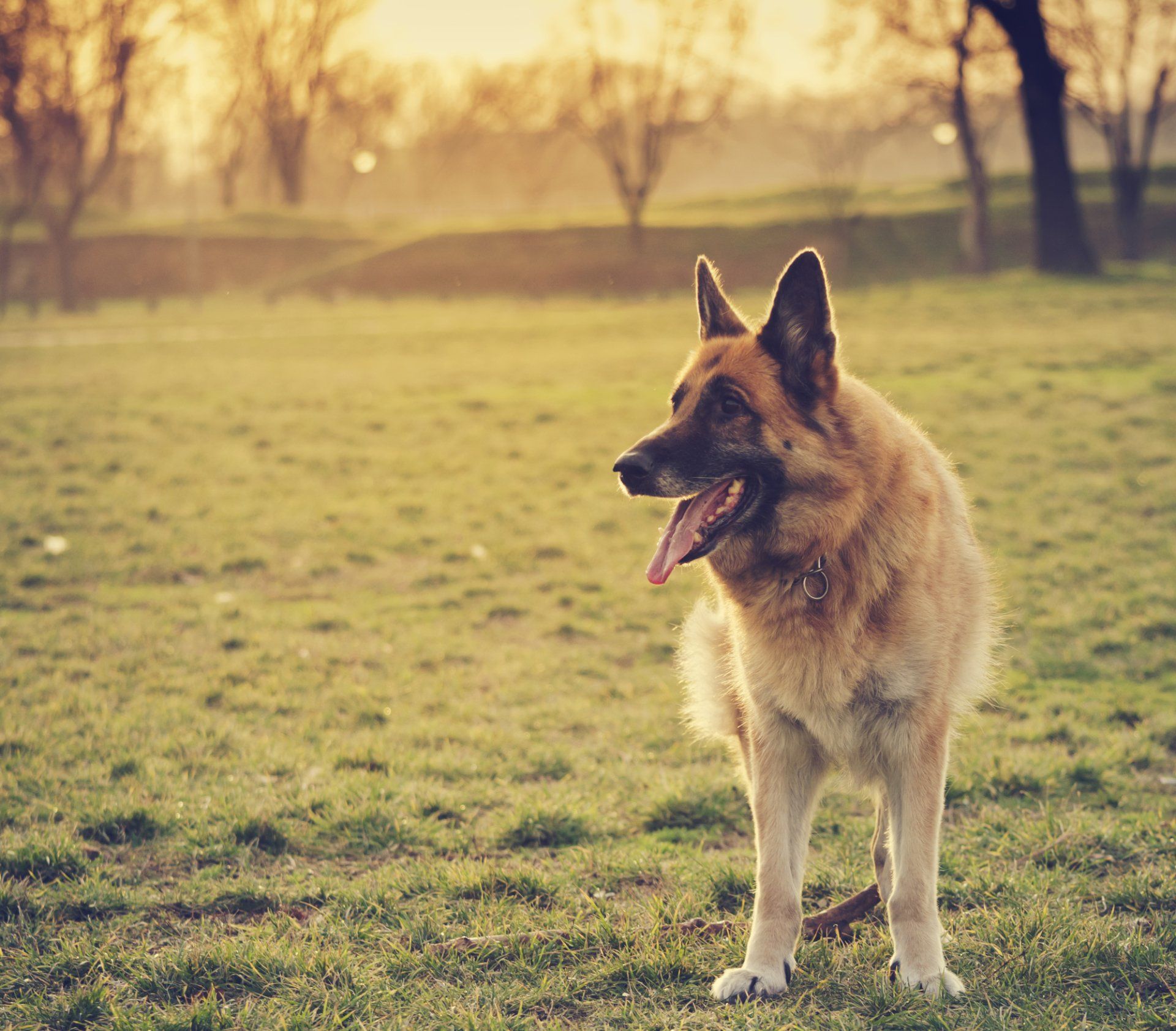 German Shepherd Breeder in San Francisco, CA