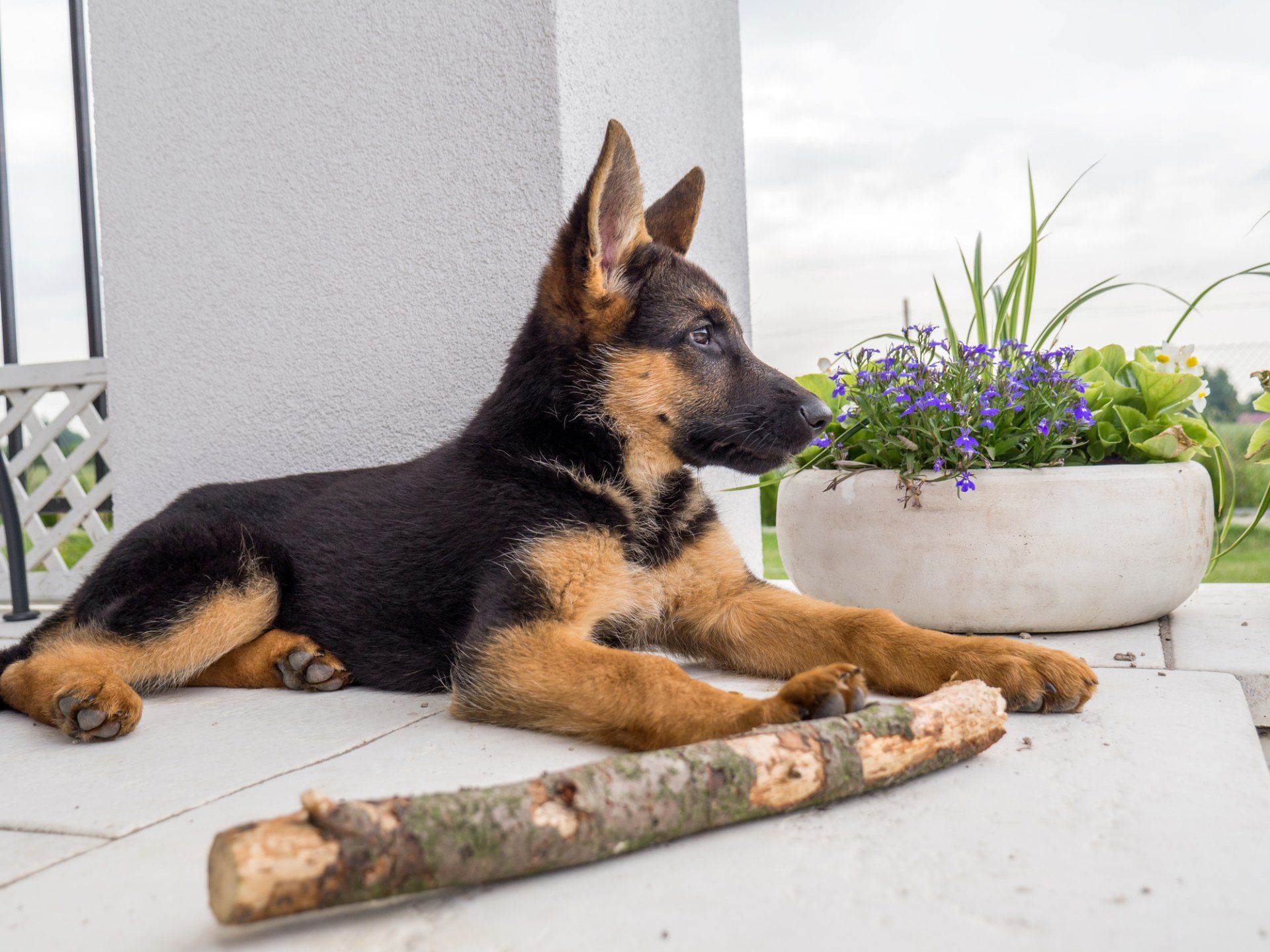 Dog Breeder in San Francisco, CA