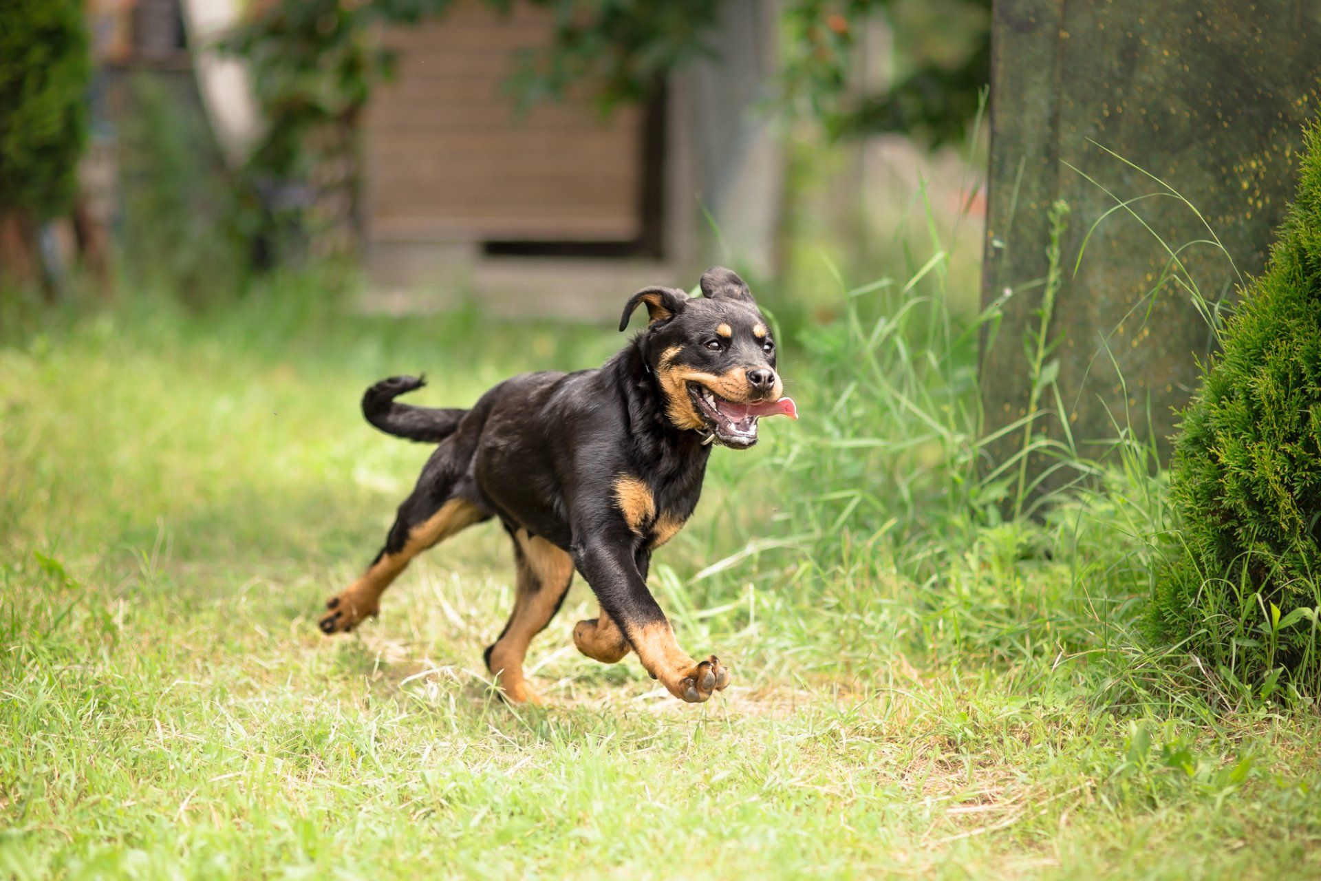 Rottweiler Breeder in San Francisco, CA