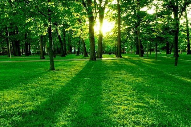 prato con alberi