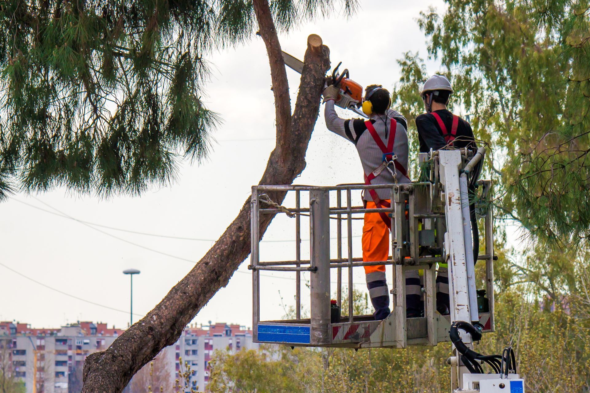 Tree Trimming