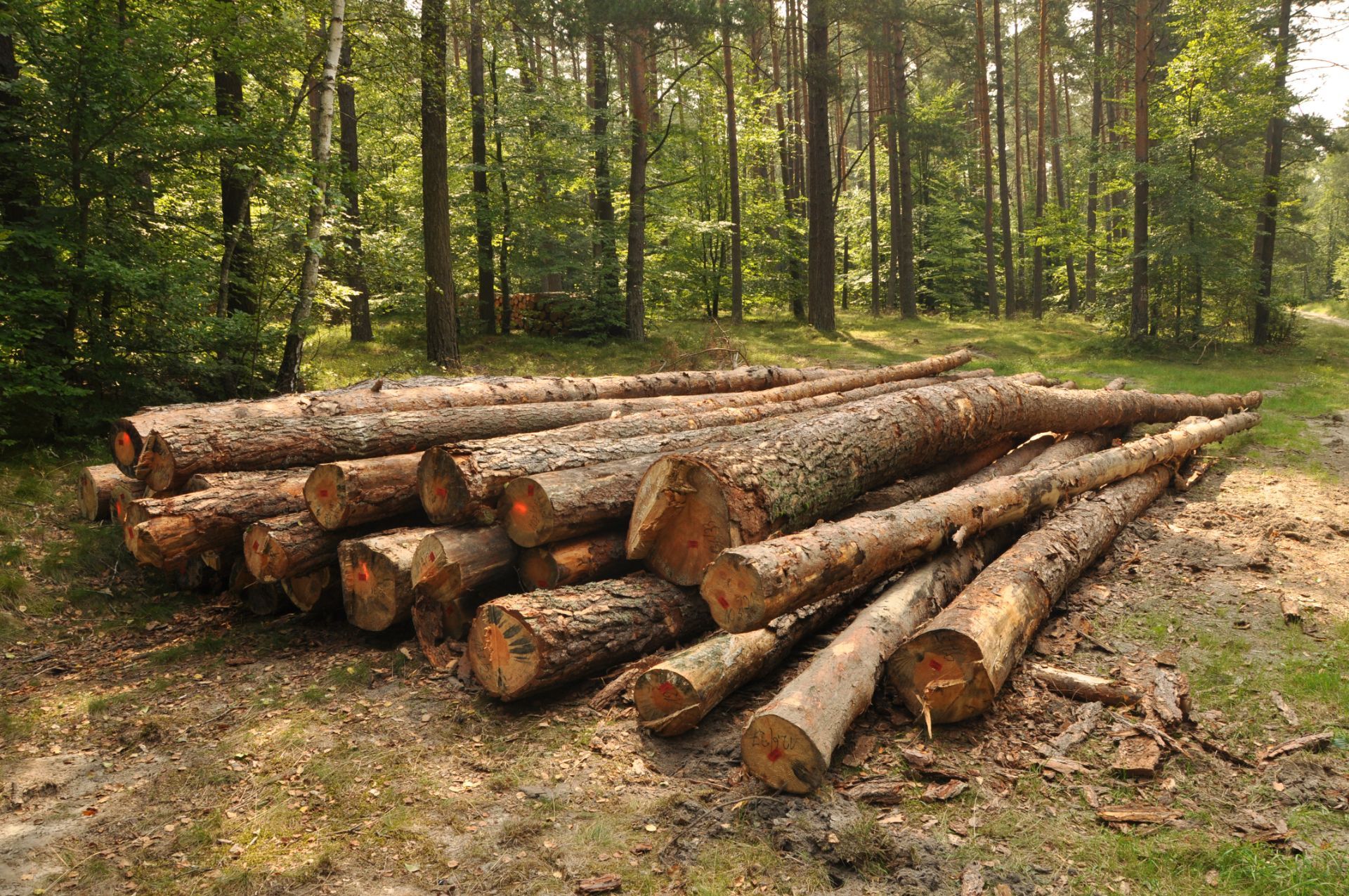 Lot Clearing