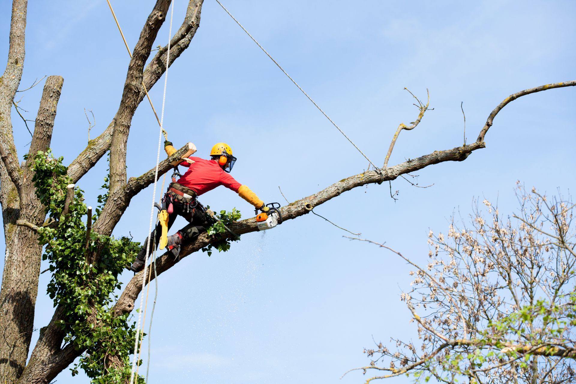 tree trimming