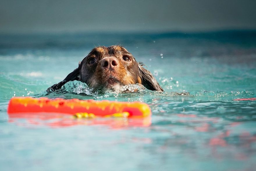 dog swimming in a clean pool in chander az
