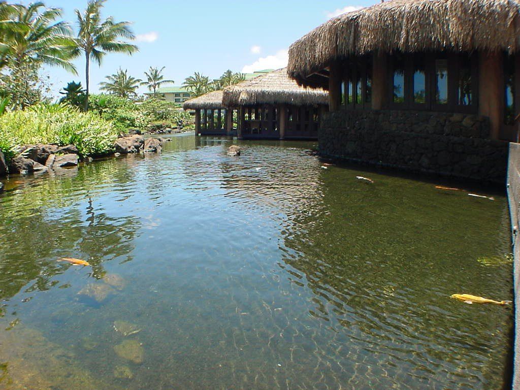 Hyatt Regency Kauai Koi Pond - Oahu HI - Pacific AquaScapes