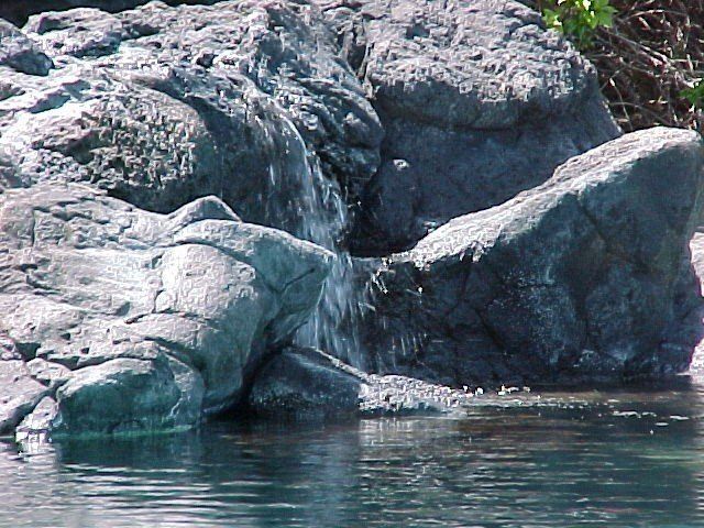 Waterfall Iwamoto - Oahu HI - Pacific AquaScapes