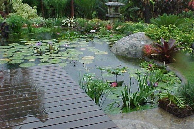 Pond at a residential property - Oahu HI - Pacific AquaScapes Pond at a residential property - Oahu HI - Pacific AquaScapes