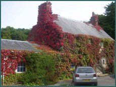 Vines and climbers on the house