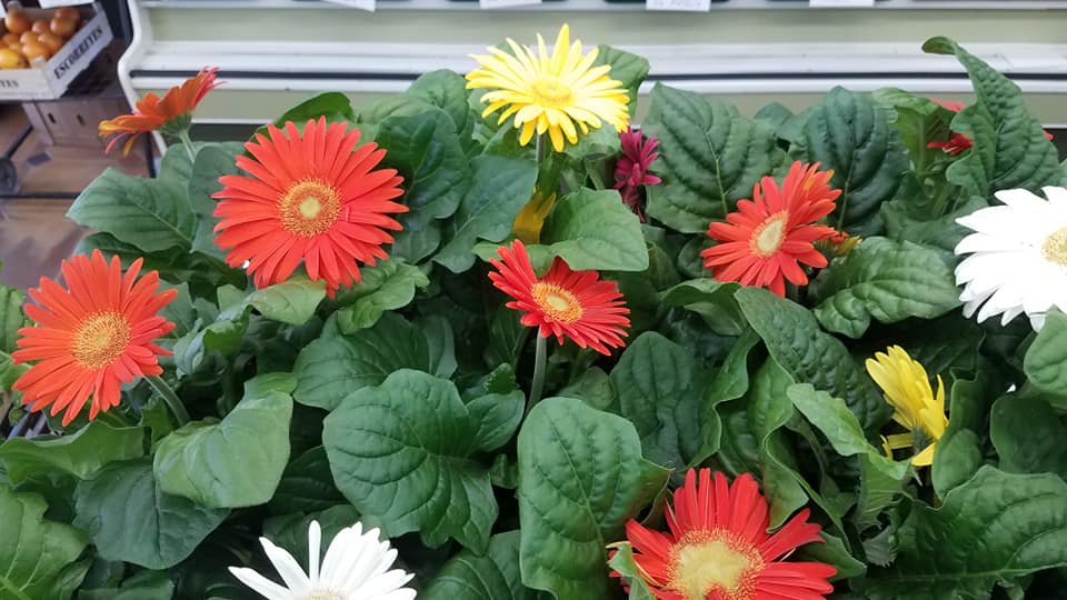 Flowers and plants image