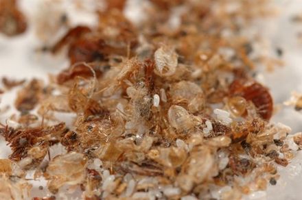Mouse Removal — Bedbug Wastes in Worcester, MA