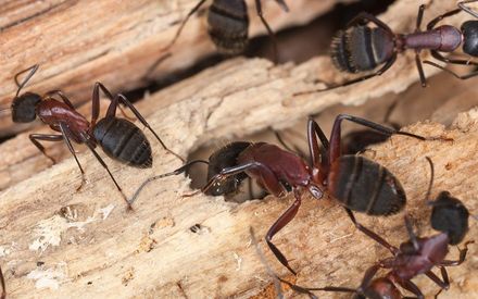Pest Treatment — Close Up View of Carpenter Ants in Worcester, MA Pest Treatment — Close Up View of Carpenter Ants in Worcester, MA