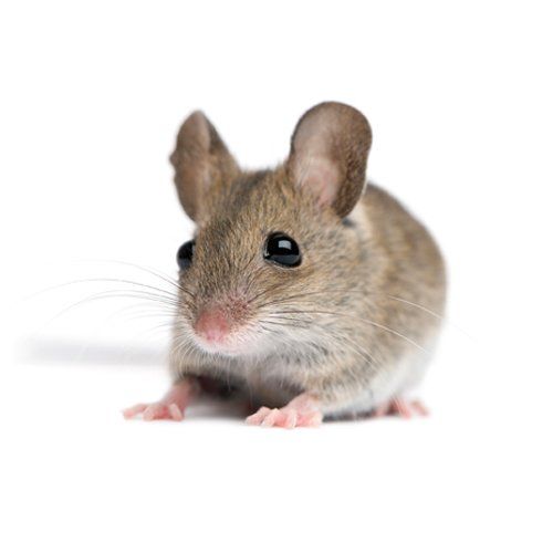 Pest Extermination — Mice in Worcester, MA