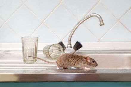 Rat Removal — Mice on the Kitchen in Worcester, MA Rat Removal — Mice on the Kitchen in Worcester, MA