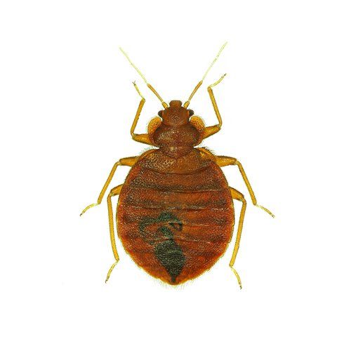 Pest Exterminator — Bedbug in Worcester, MA