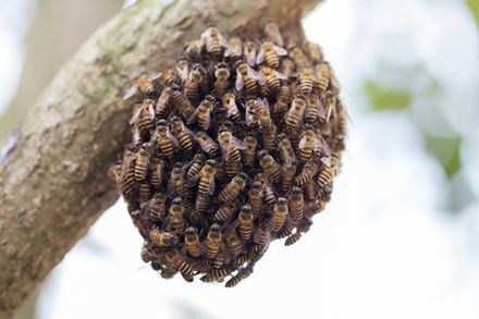 Wildlife Removal — Beehive on Tree Branch in Worcester, MA Wildlife Removal — Beehive on Tree Branch in Worcester, MA