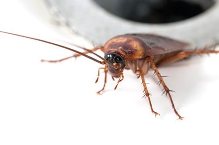 Spraying — Close Up View of Cockroach in Worcester, MA