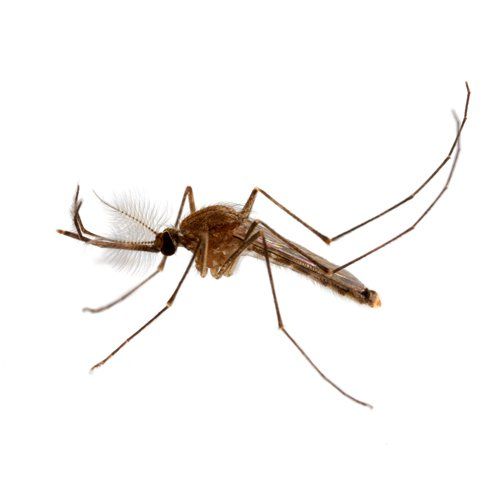 Mosquito Removal — Mosquito in Worcester, MA