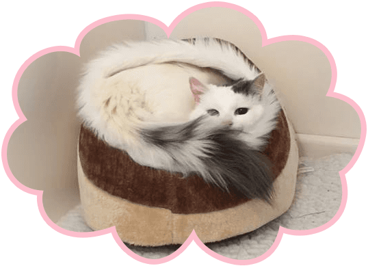 cat care