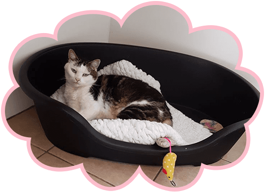 cat health services