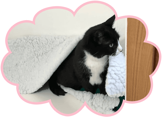 cat health
