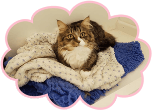 cat care