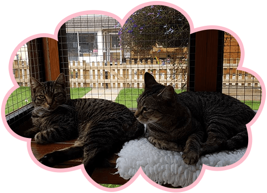 boarding for cats