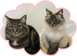 2 cates