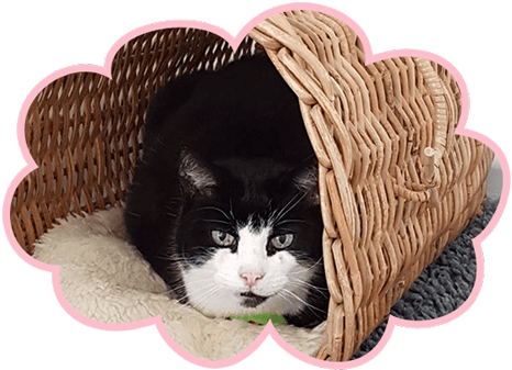 cat in basket
