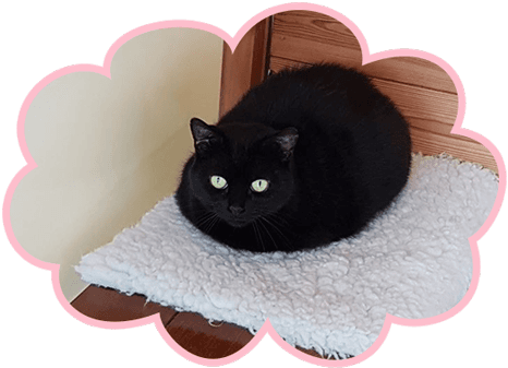 black cat