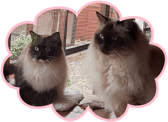 cat care