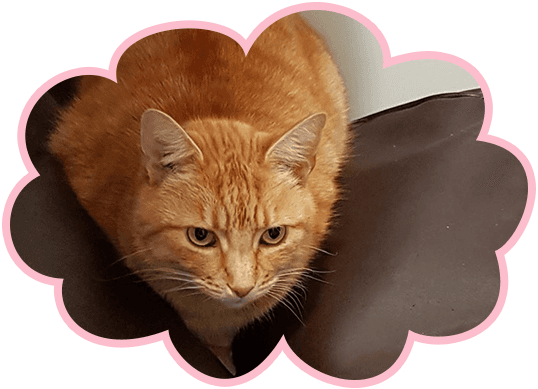 golden cat