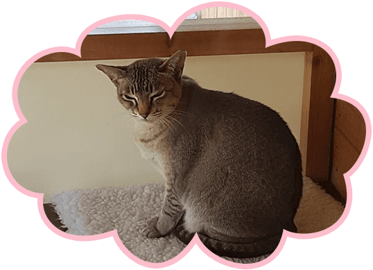 cat in cattery
