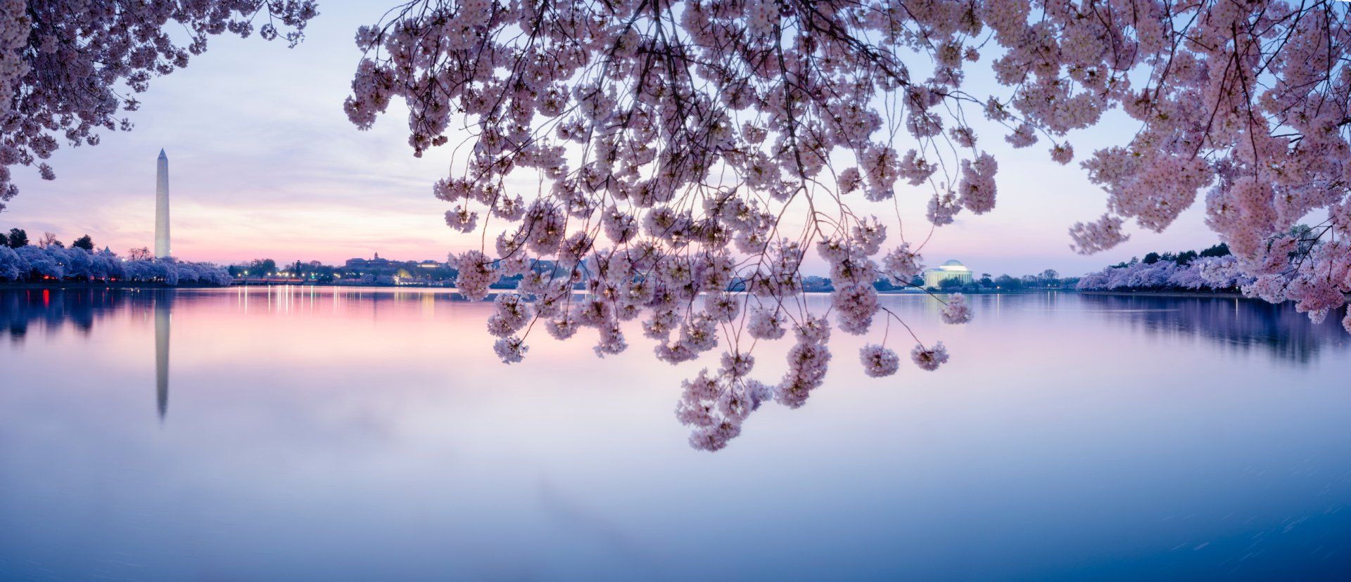 Cherry Blossoms DC