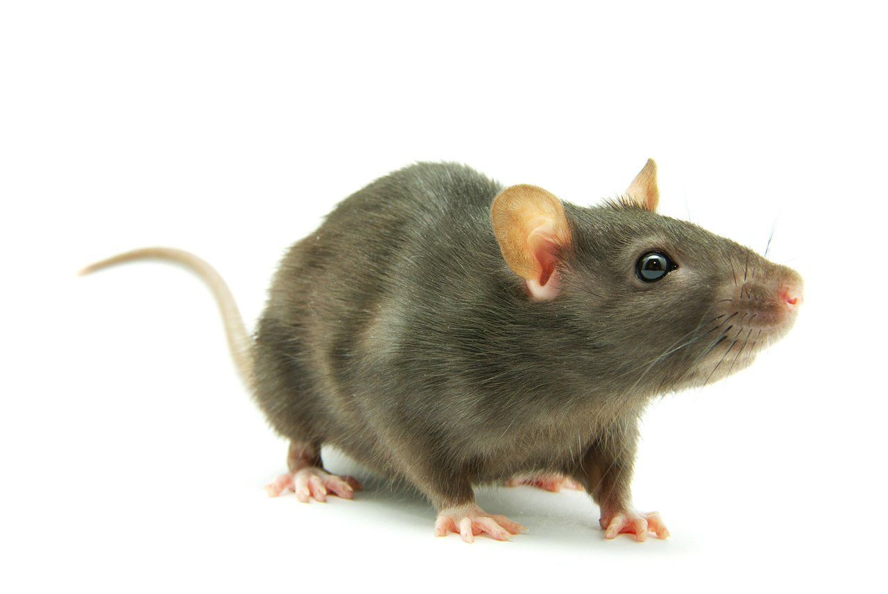 Rodents — Harrisonburg, VA — Minnick Termite & Pest Control Inc