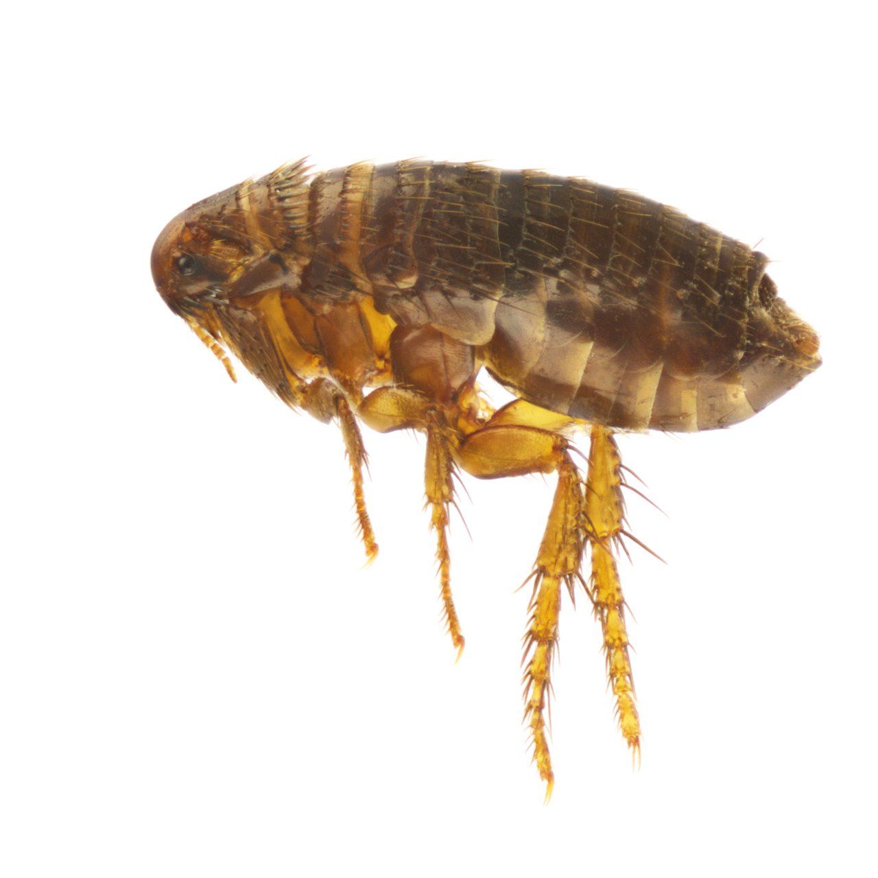 Fleas — Harrisonburg, VA — Minnick Termite & Pest Control Inc