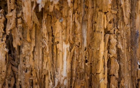 Termite Control — Harrisonburg, VA — Minnick Termite & Pest Control Inc Termite Control — Harrisonburg, VA — Minnick Termite & Pest Control Inc