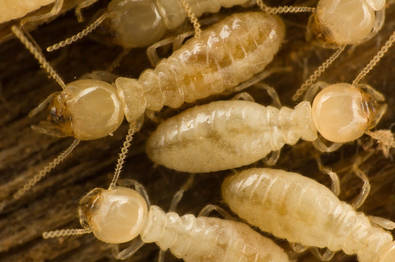 Termites — Harrisonburg, VA — Minnick Termite & Pest Control Inc