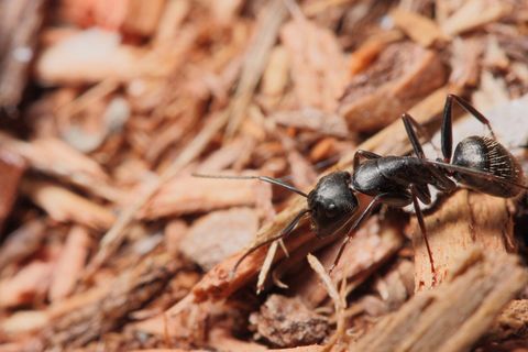 Carpenter Ants — Harrisonburg, VA — Minnick Termite & Pest Control Inc Carpenter Ants — Harrisonburg, VA — Minnick Termite & Pest Control Inc